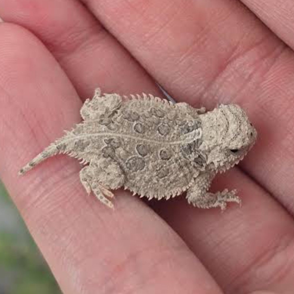 Pewter Horny Toad Necklace Pendant - Picture 10 of 10
